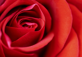 Red Rose Pixabay 290x200
